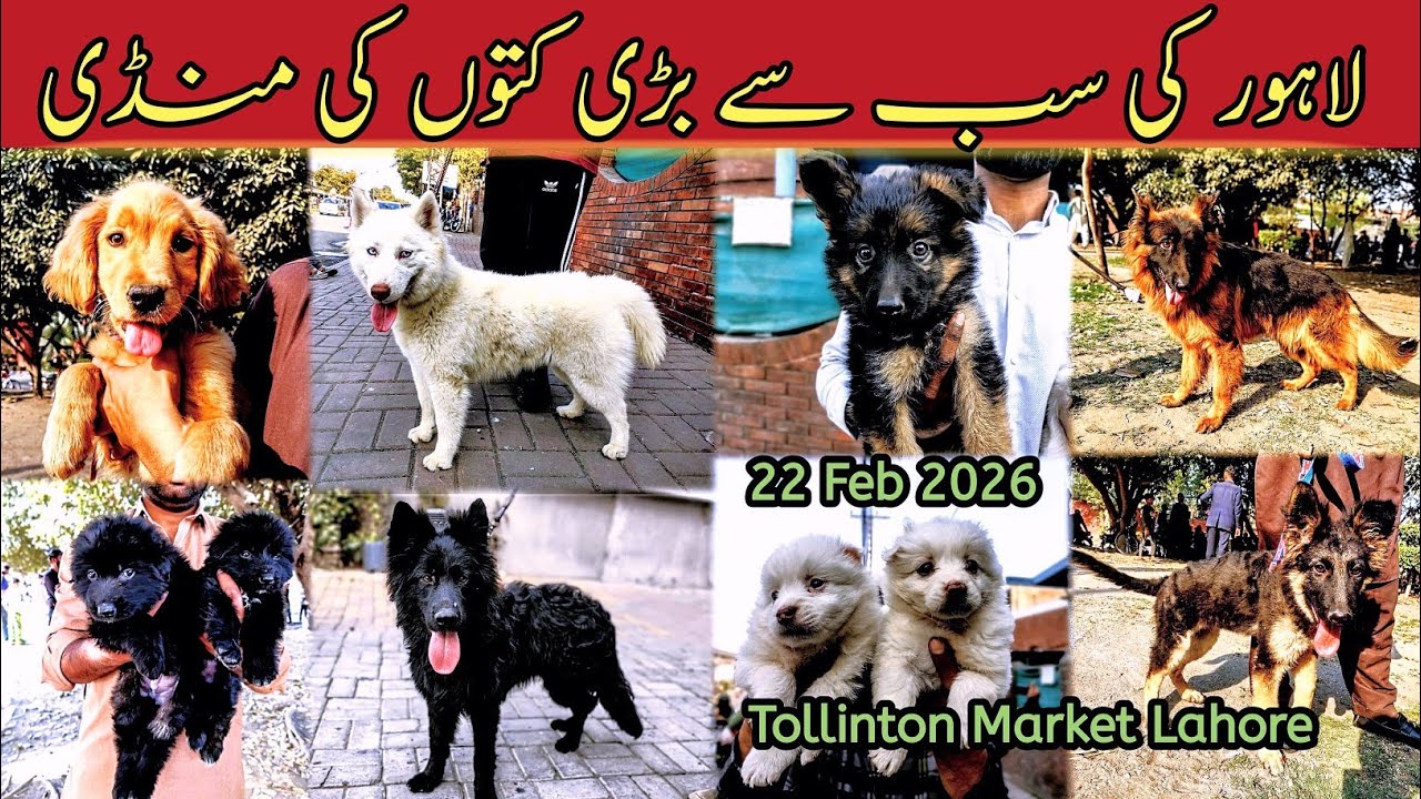 Lahore میں Dogs 🐕 Ki Mandi 22 February 2026 | Tollinton Market Lahore | Exploring with YASIR