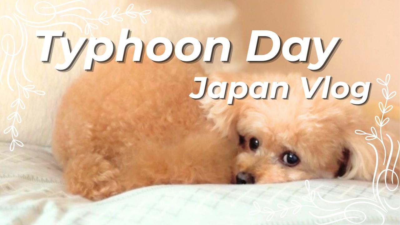 A Cozy Typhoon Day | Life in Japan with My Senior Poodle