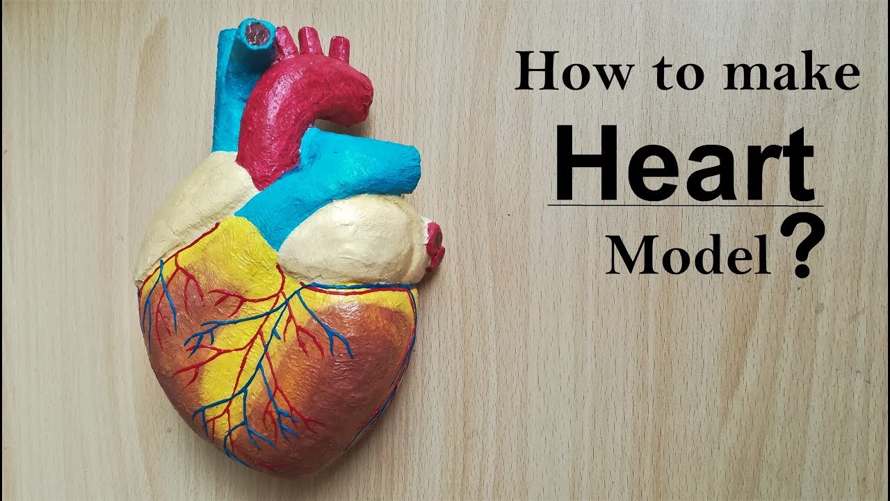 How to make Human Heart Model | Part 1/2 | Holiday Homework