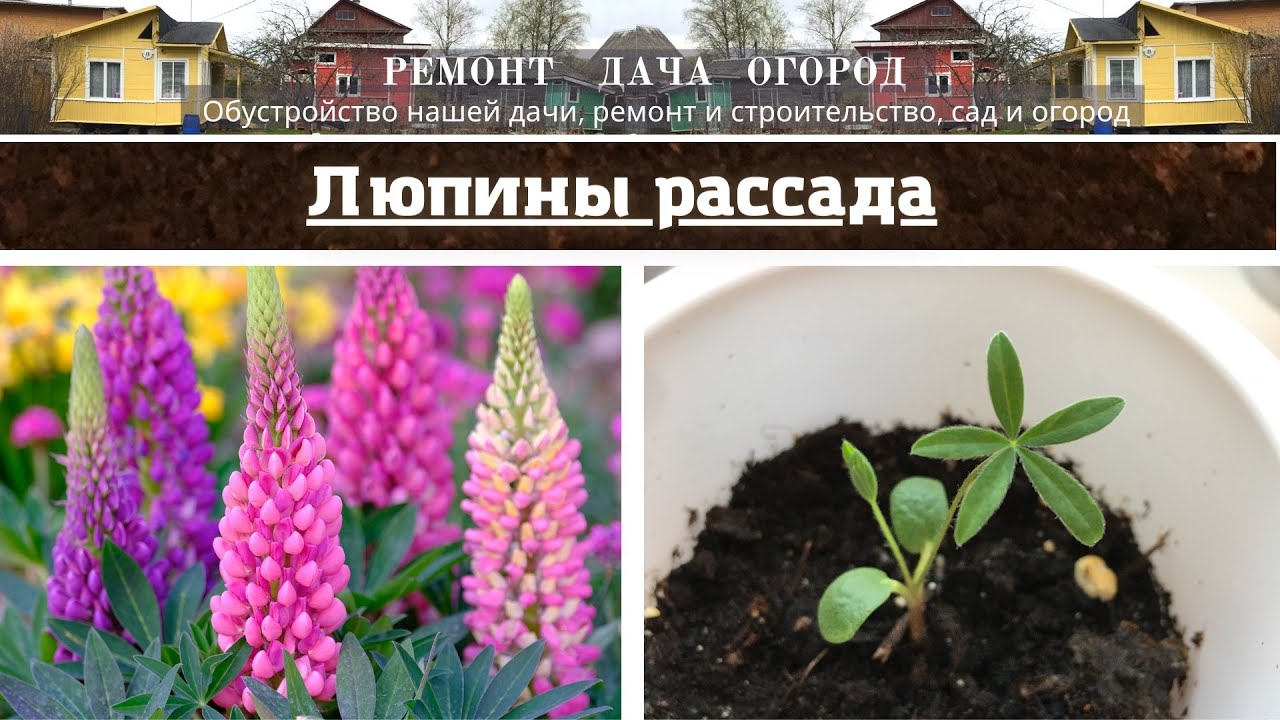 Люпины, выращиваем рассаду люпинов. Все этапы выращивания рассады 👆🏻