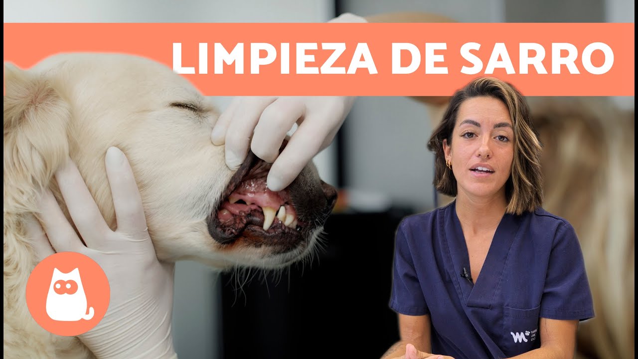 C&oacute;mo ELIMINAR el SARRO DENTAL en PERROS 🐶🦷 (Prevenci&oacute;n y Limpieza de Sarro en Perros)