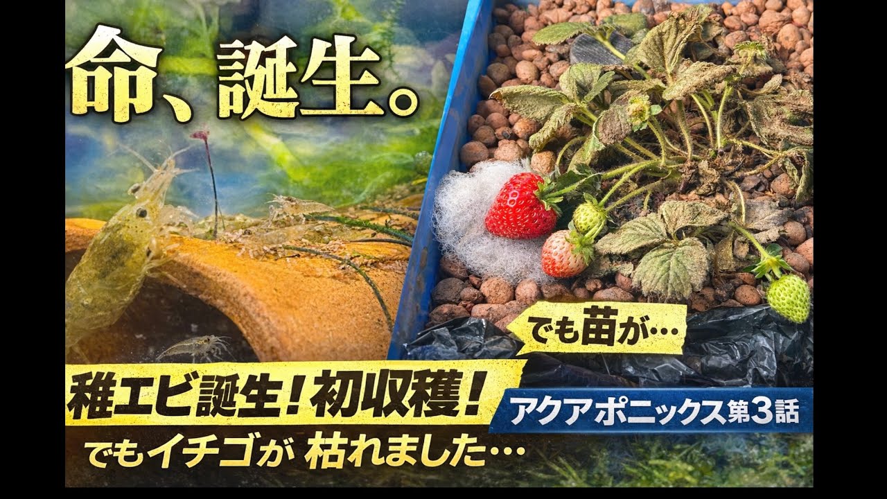 アクアポニックス第二弾♯3 イチゴ初収穫＆稚エビ誕生！まさかのトラブルも…