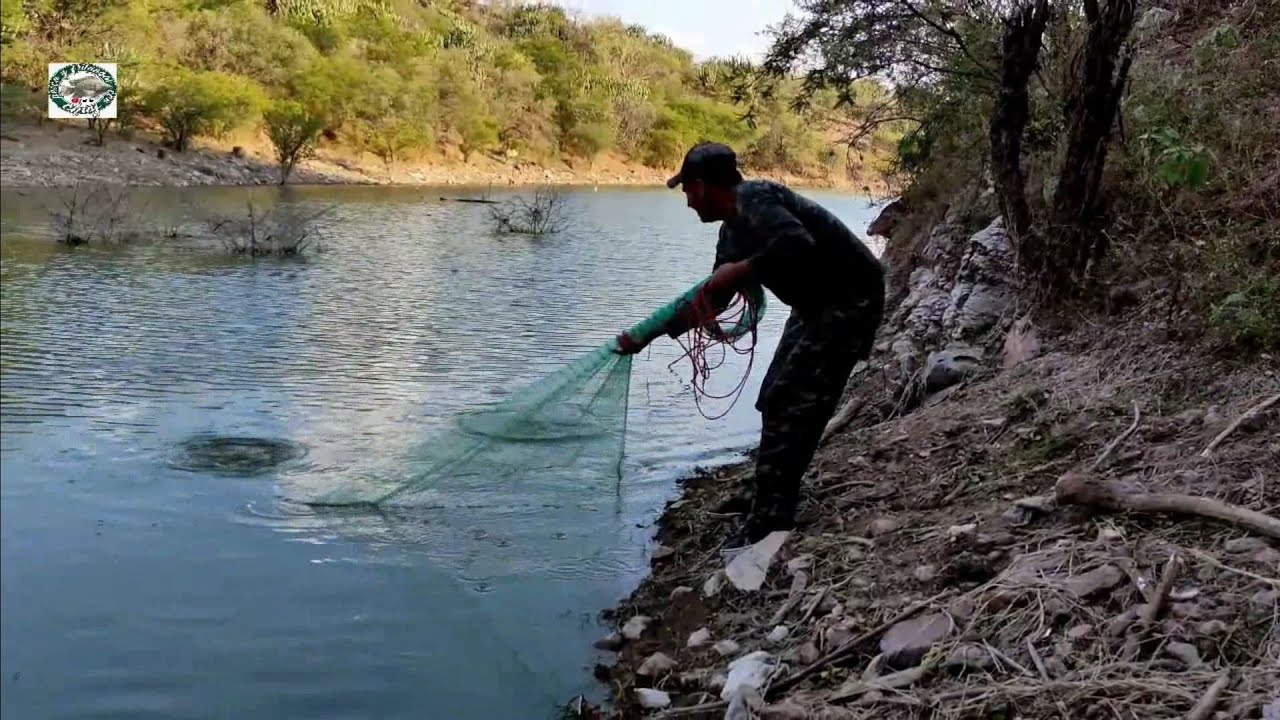 puras gigantescas en sierra escondida
