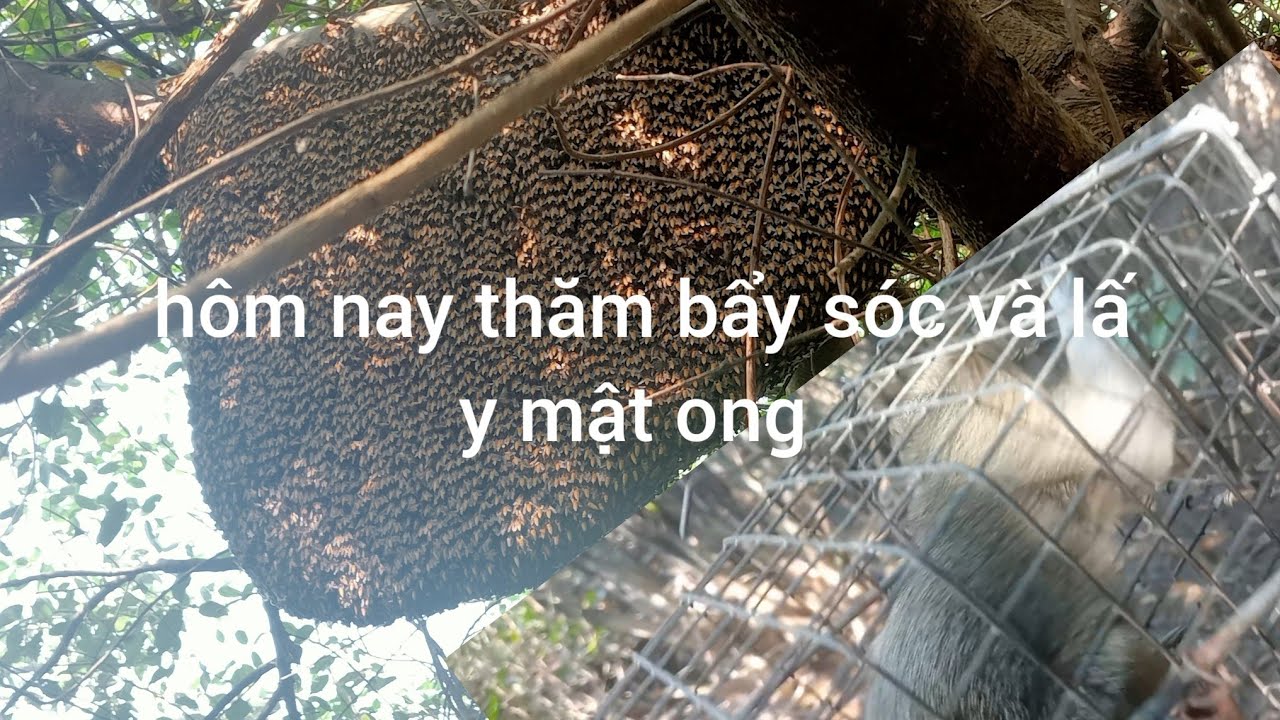 Hôm nay mình mất mấy cái bẫy sóc buồn quá cả nhà ơi 