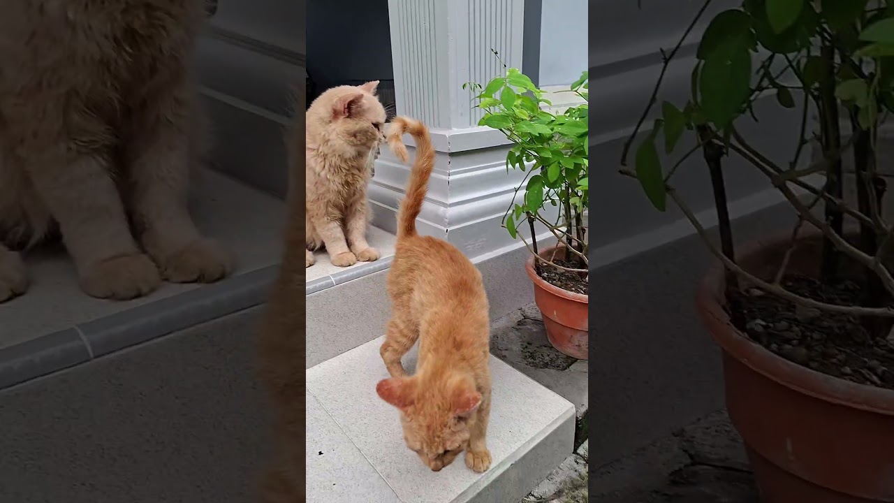 love their presence from all sides🤗😍🫠 #cat #cute #kitten #pets #funny #animals