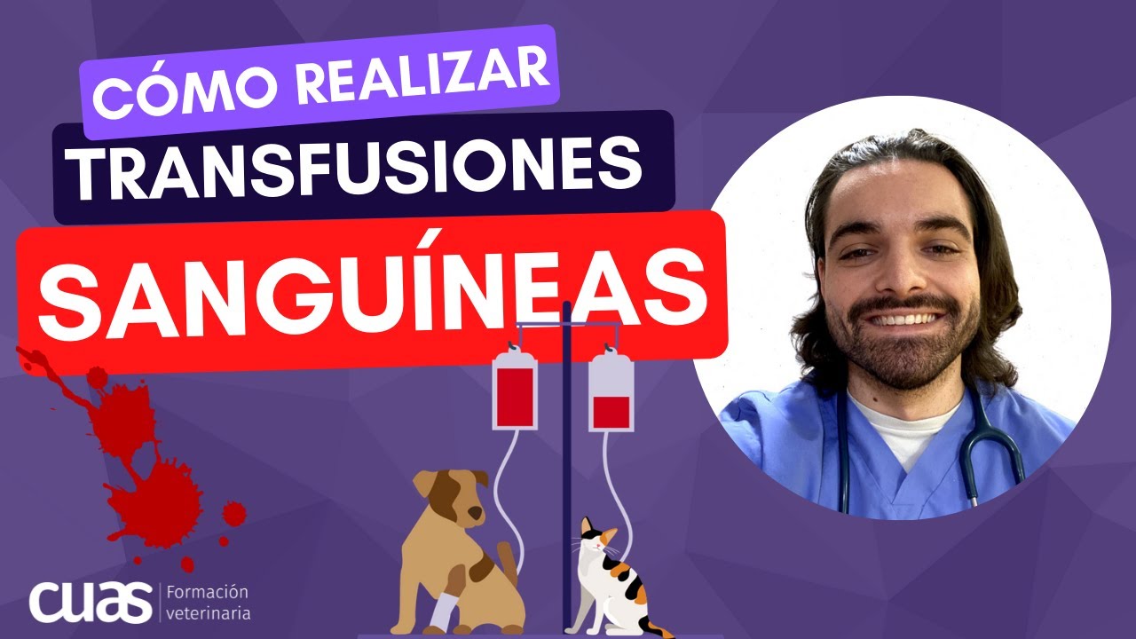 💉 Cómo preparar y realizar transfusiones sanguíneas en veterinaria 💪🏼