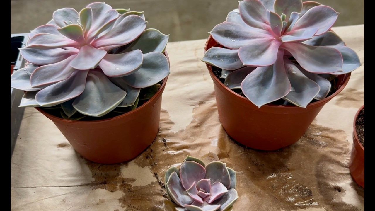 How to Propagate Succulents in 3 Steps! Echeveria 'Purple Pearl' - Episode 233