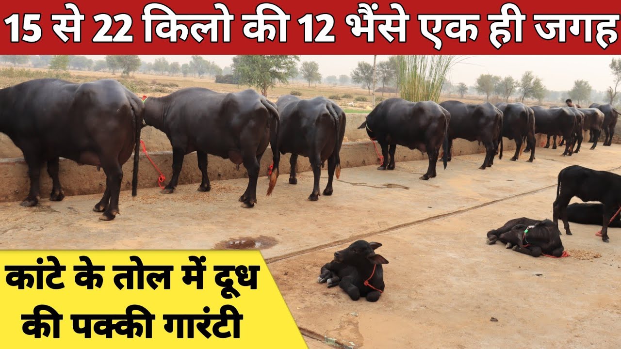 15 से 22 किलो की 12 भैंसे, कांटे के तोल में बिक्री के लिए उपलब्ध || Sehrawat Dairy Farm (9034781078)