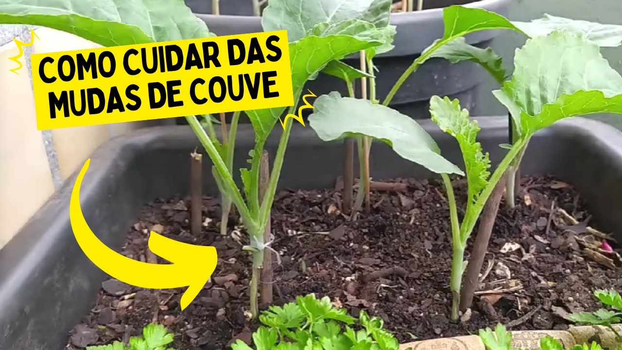 3 CUIDADOS IMPORTANTES COM AS MUDAS DE COUVE GALEGA
