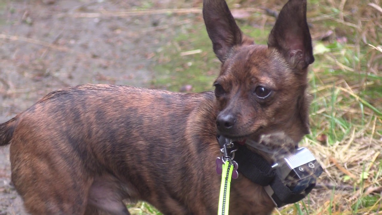 Lokakuu 2018  In October 2018 Jaska portugalinvesikoira PWD ja Ramsa  k&auml;&auml;pi&ouml;pinseri chihuahua mix