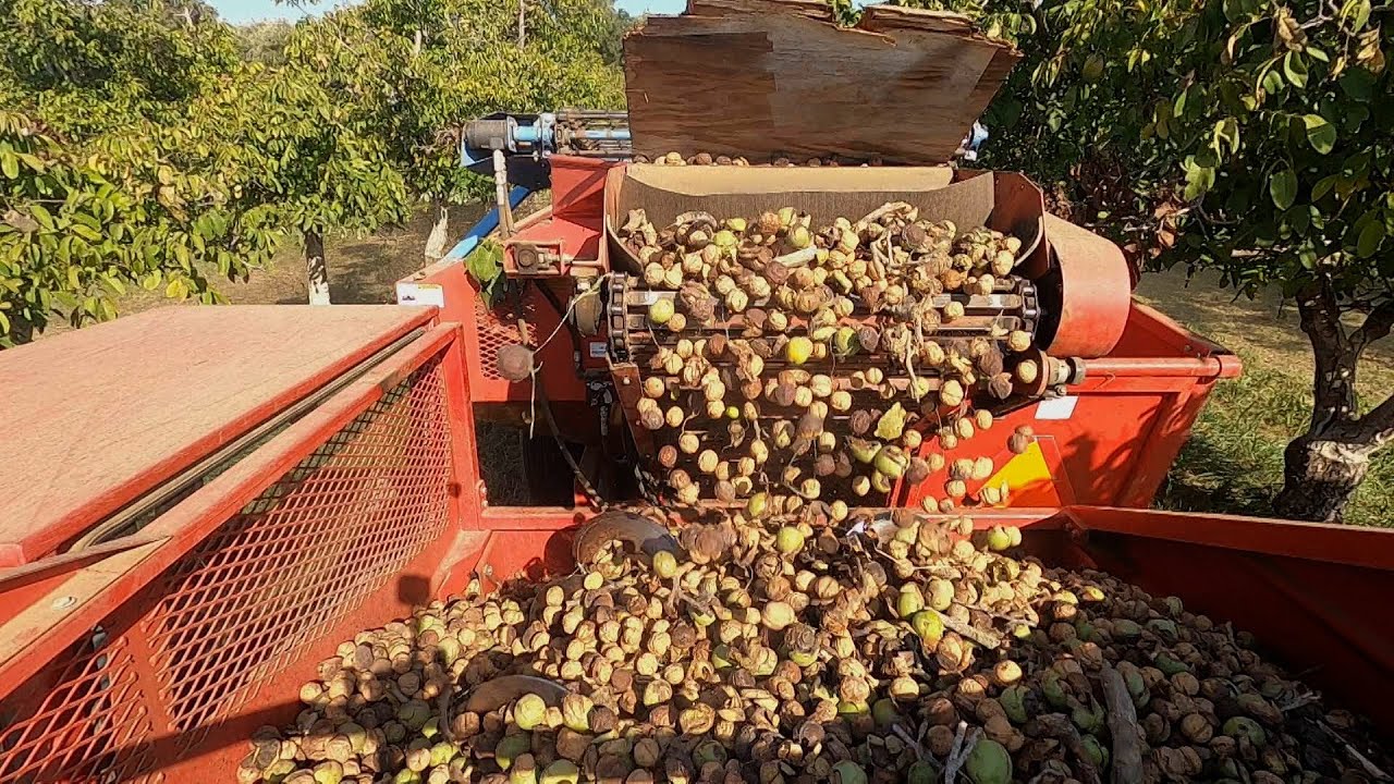 Sustainable Walnut Farm - America's Heartland