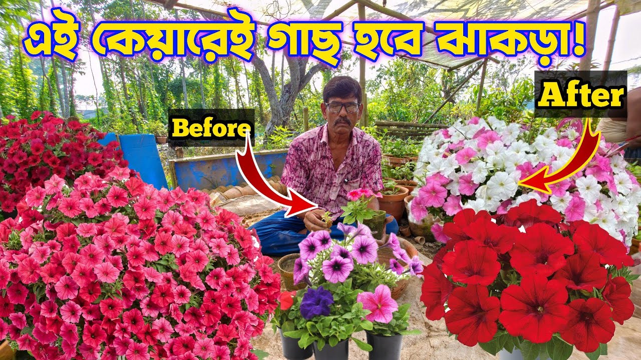 একবার এই টিপস মেনে চলুন – পিটুনিয়া ফুলে ভরে যাবে!