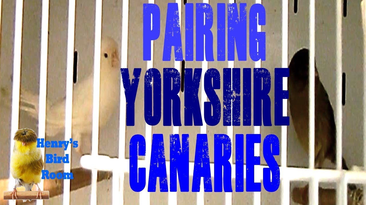 Pairing Yorkshire Canaries | Henry's Bird Room Tips & DIY Info for Bird Breeders
