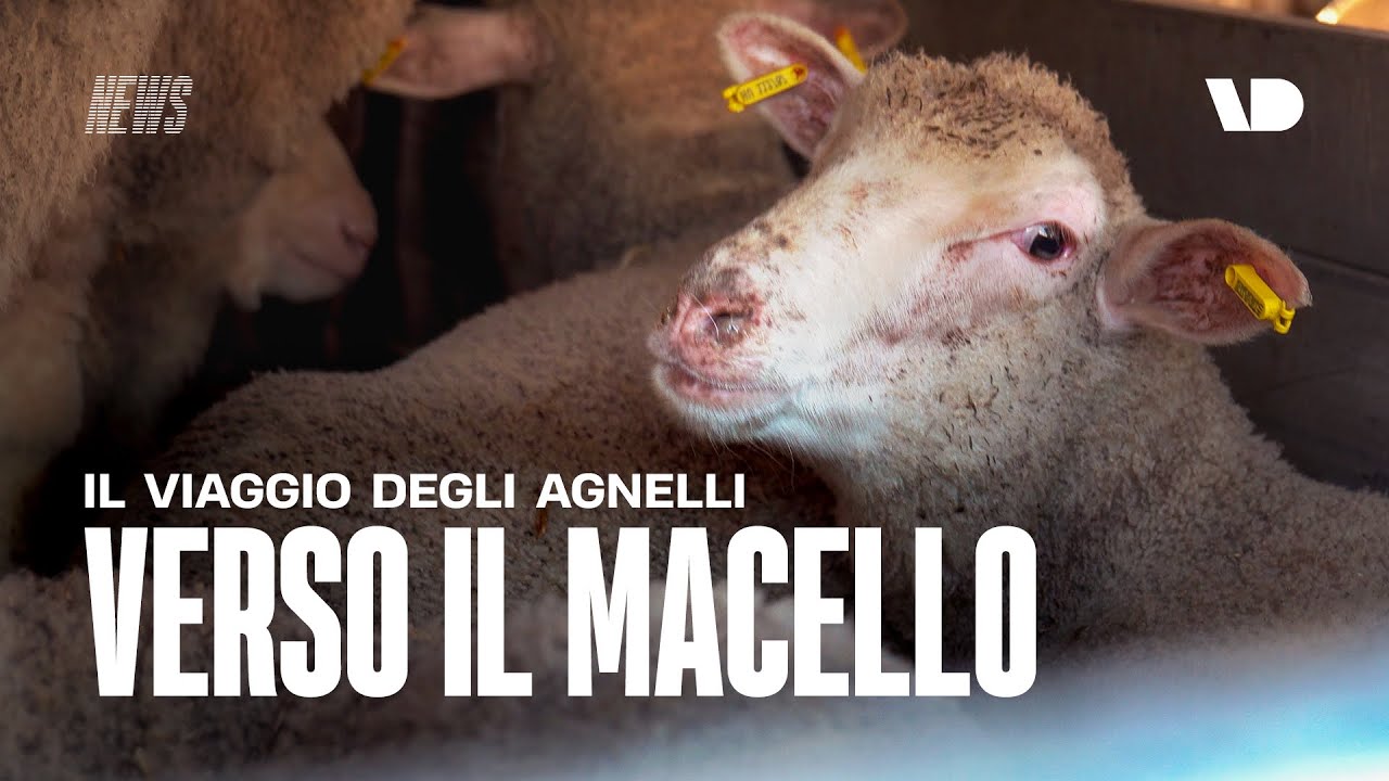 Il viaggio degli agnelli verso il macello, con Essere Animali
