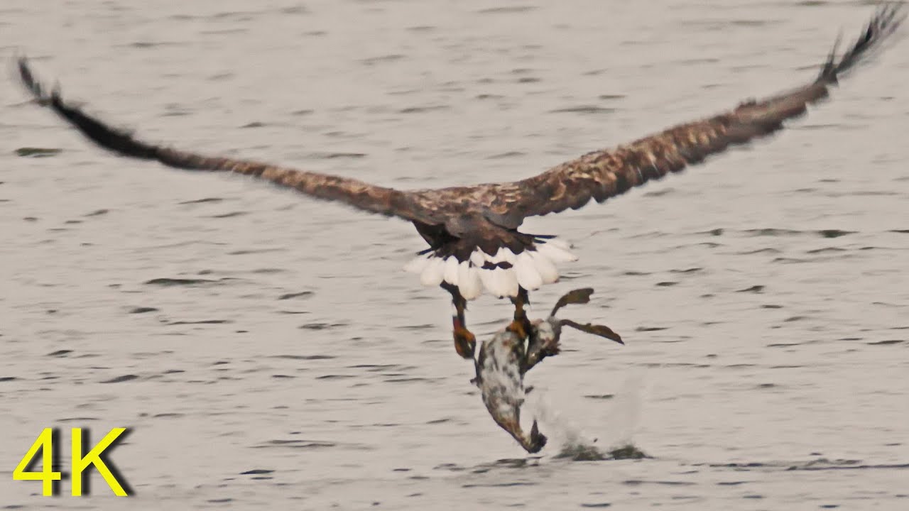 Seeadler schlägt Haubentaucher und überlässt ihn seinem Jungen - White-tailed Eagle catches Grebe