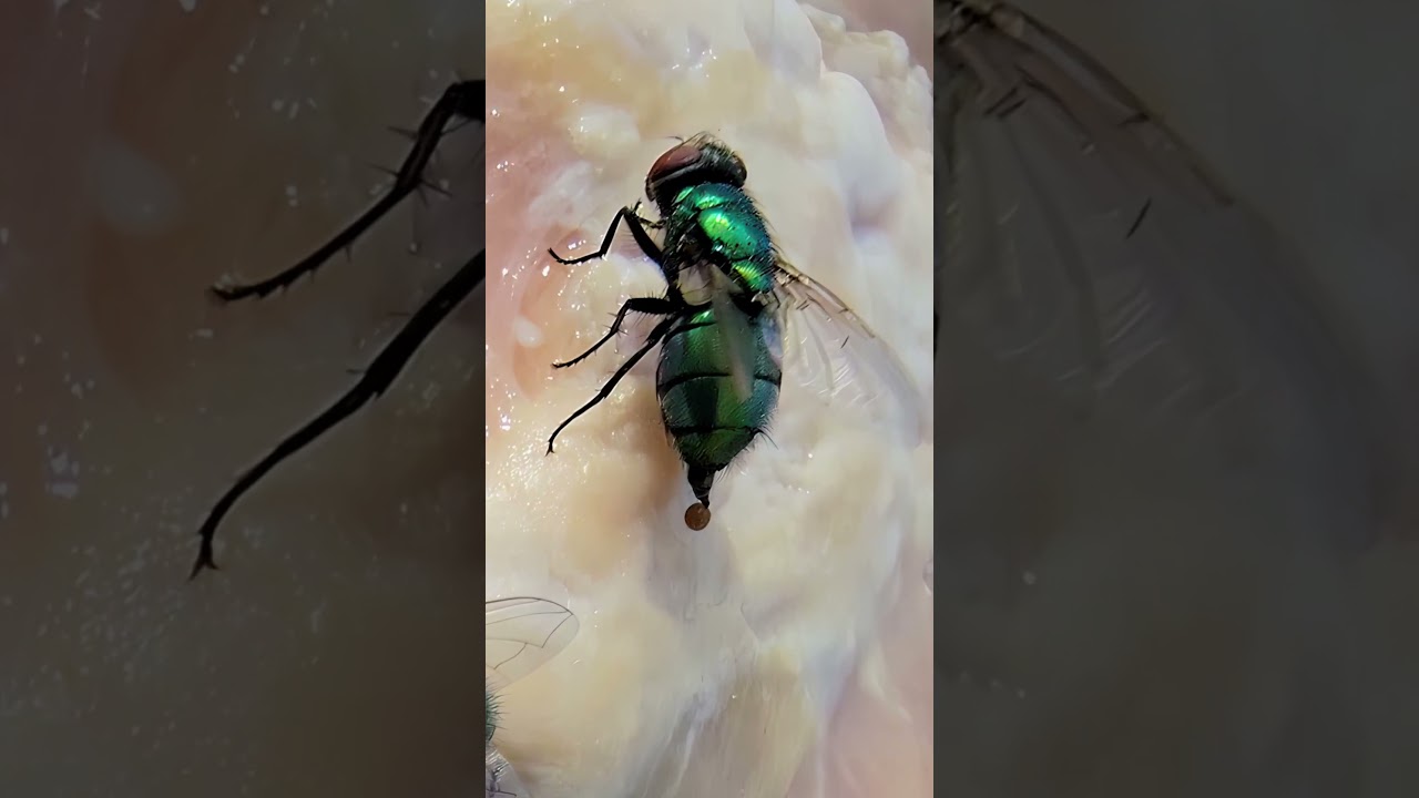 This is the reason Flies are not wanted to land on food. 🔥👀😎🫵
