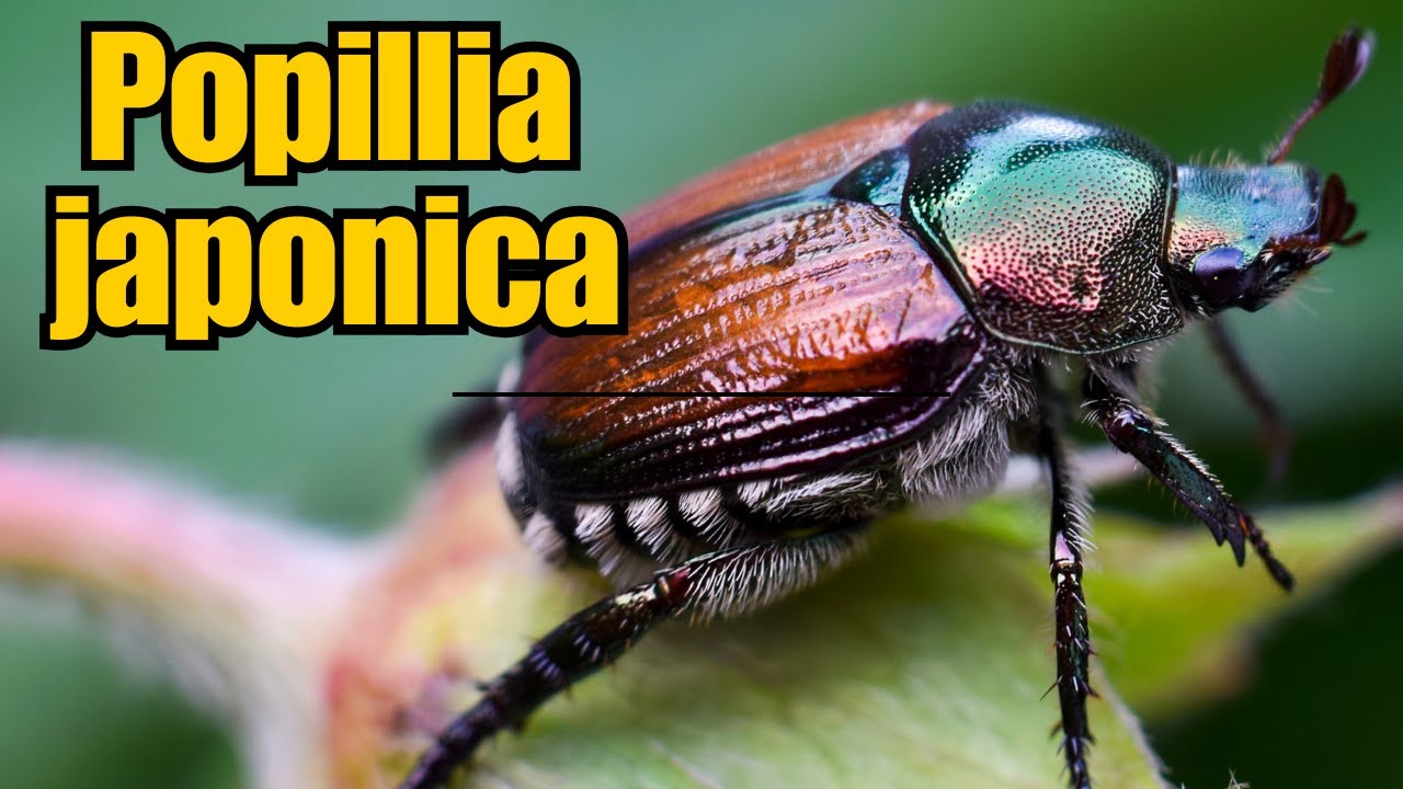 Le scarabée japonais envahit l'Europe (Guide complet sur Popillia japonica)