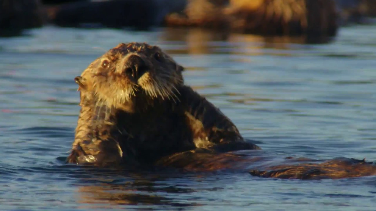The coat of the sea otter | Alaska: A Year In The Wild | Channel 5