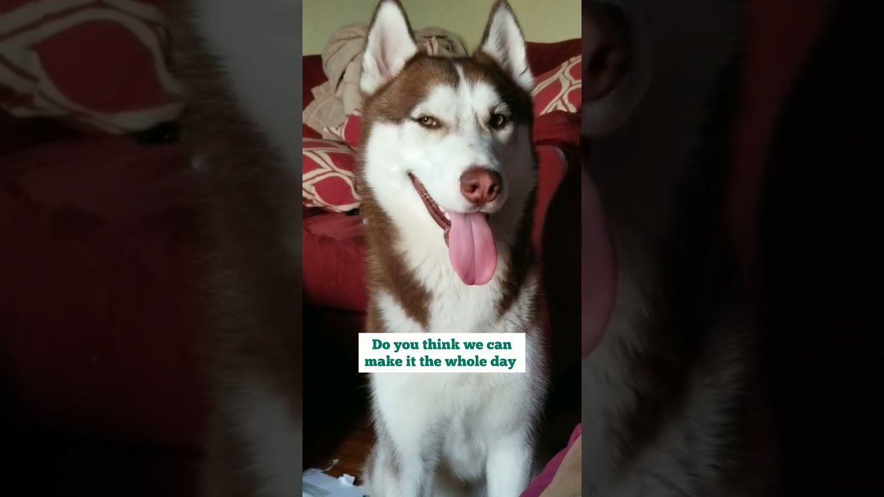 Red Husky Kai Face Gave Him Away