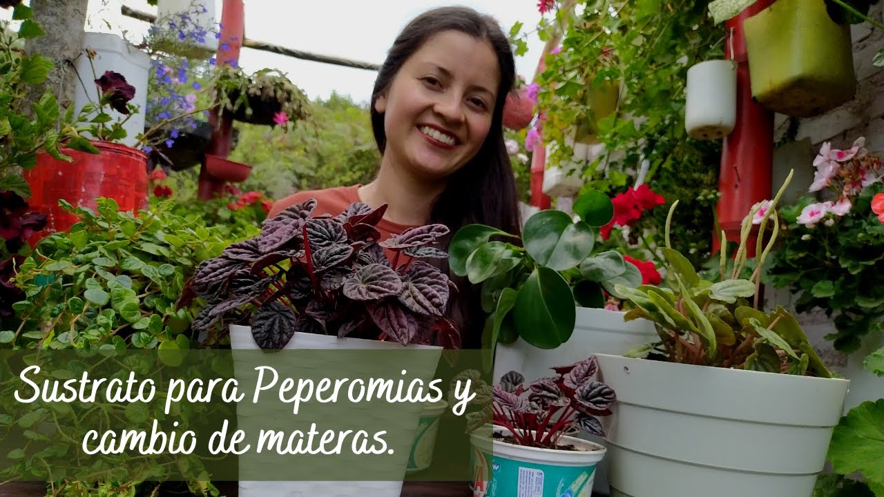 Sustrato para Peperomias + Trasplante y cambio de materas | Jardín Diaz