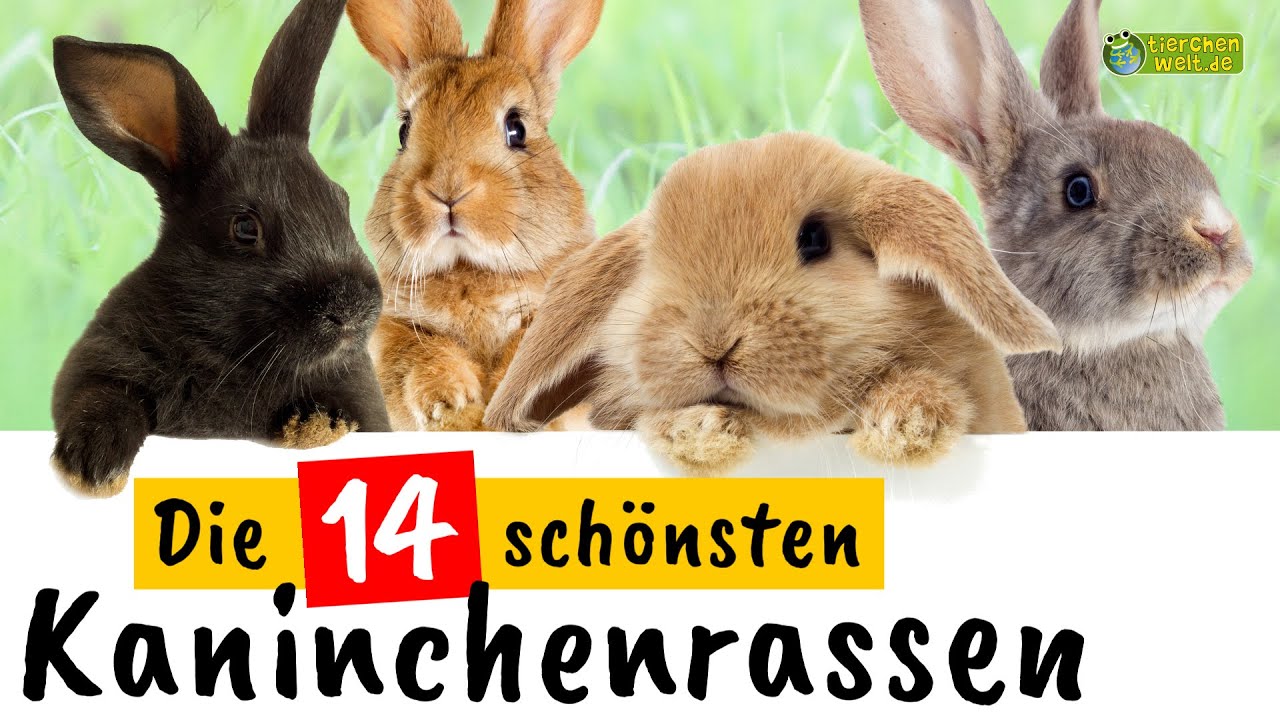 Die 14 schönsten Kaninchenrassen