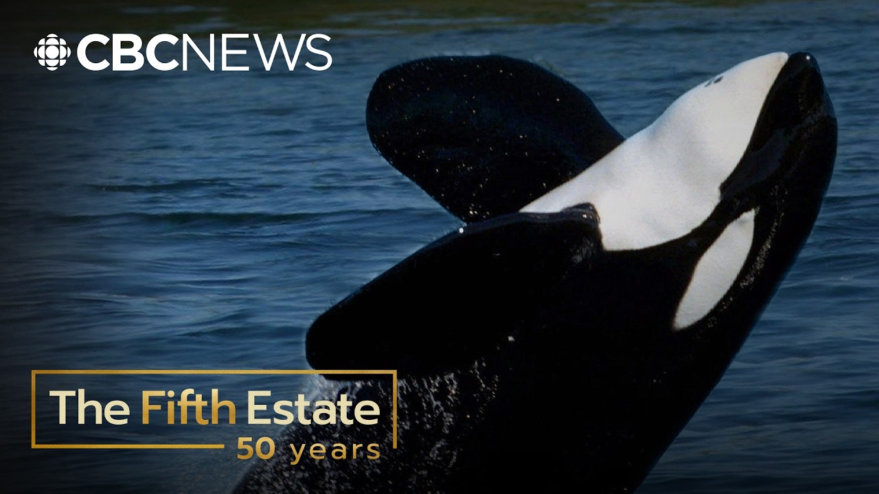 The true story behind the whale made famous by Free Willy (2002) | The Fifth Estate