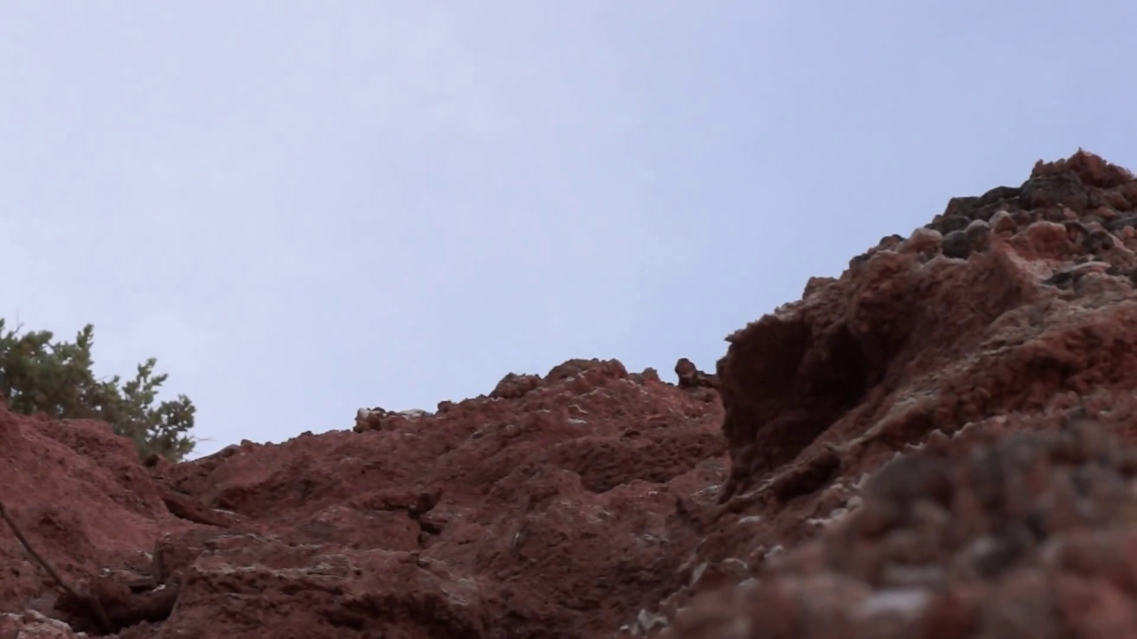 Feral honey bee hive activity