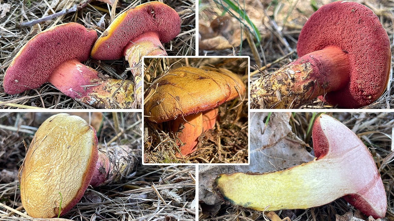 Rubinroter Zwergr&ouml;hrling, Kurzsporiger R&ouml;hrling | Chalciporus rubinus, Rubinoboletus rubinus