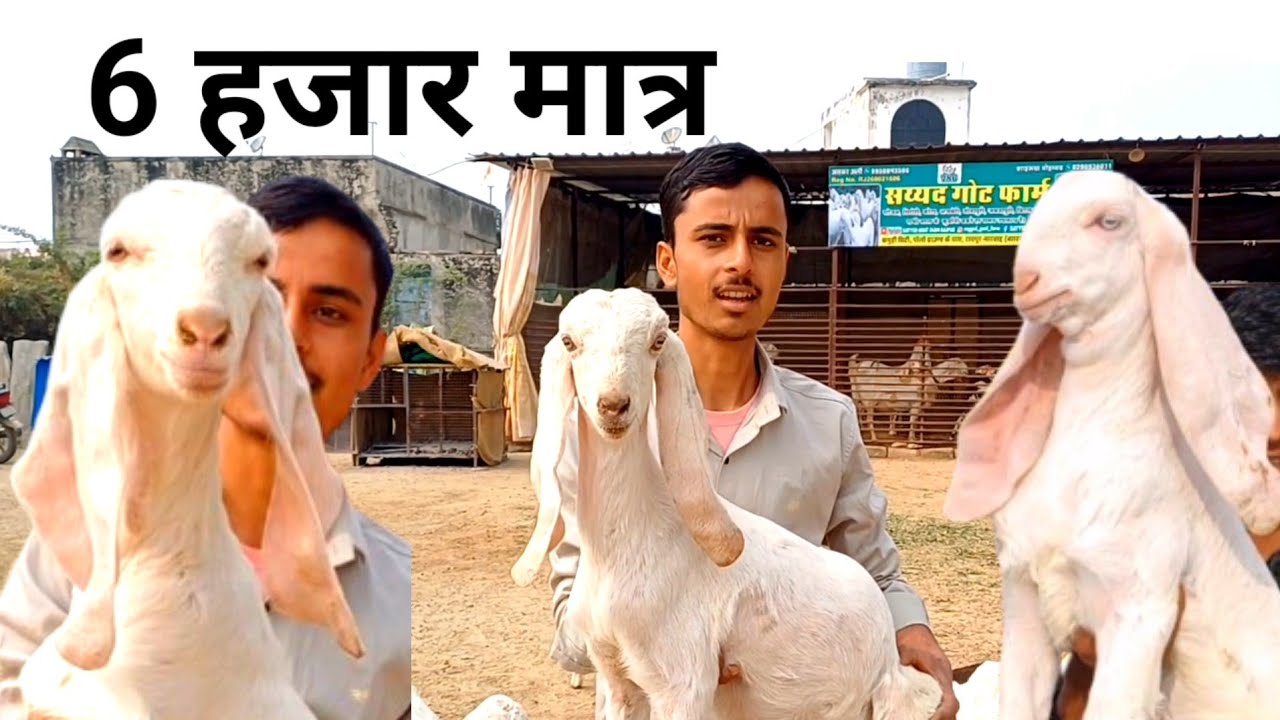 सोजत नस्ल की बकरे और बकरी के होलसेल विक्रेता रायपुर पाली राजस्थान | gulabisojat #goatfarming