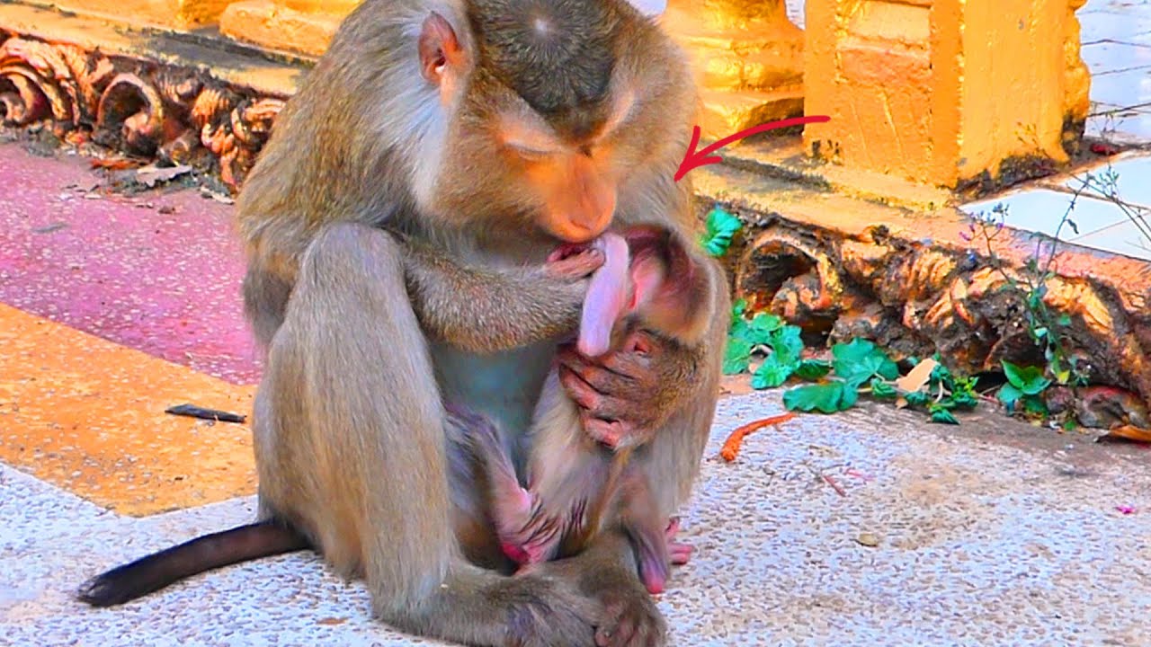 Gentle Training in Nature — How Mama Monkey Guides Her Baby 🐒💛.