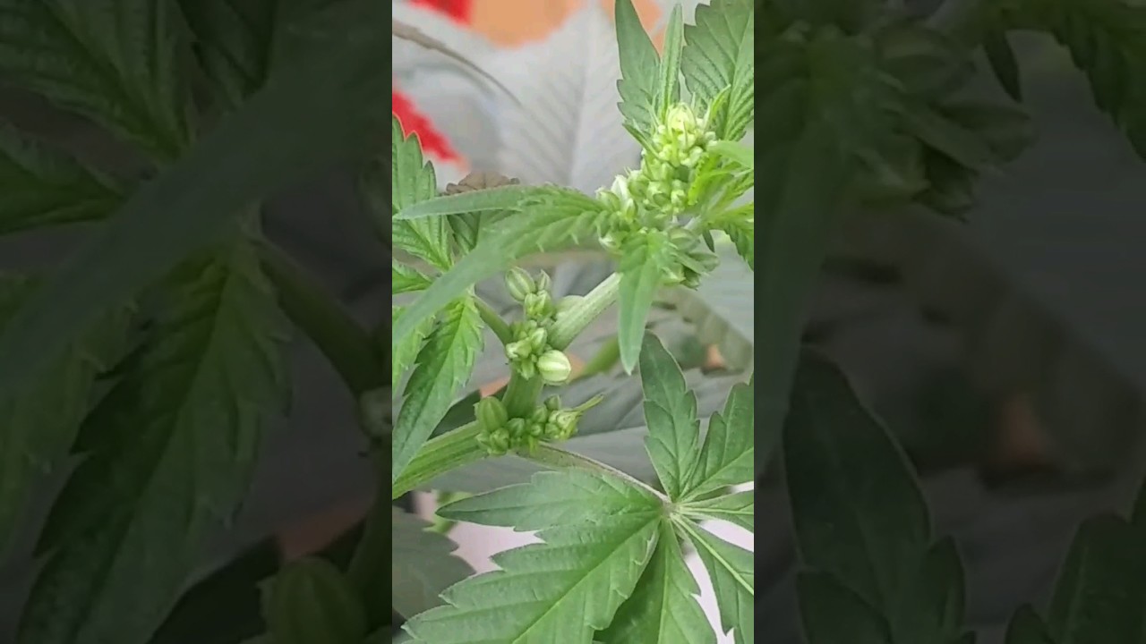 maturing male cannabis plant full of pollen sacks #cannabis #cannabiscommunity #tiktok