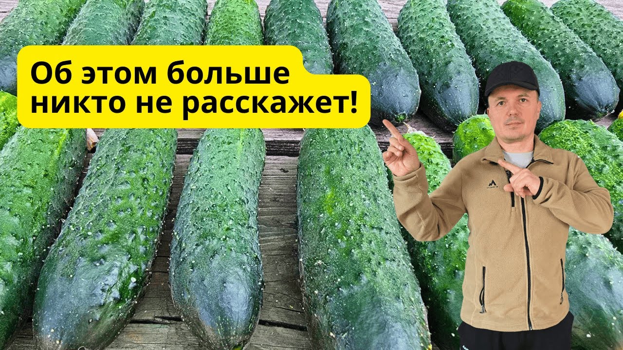 Урожай огурцов увеличится в РАЗЫ! Сделайте это перед посевом!!!