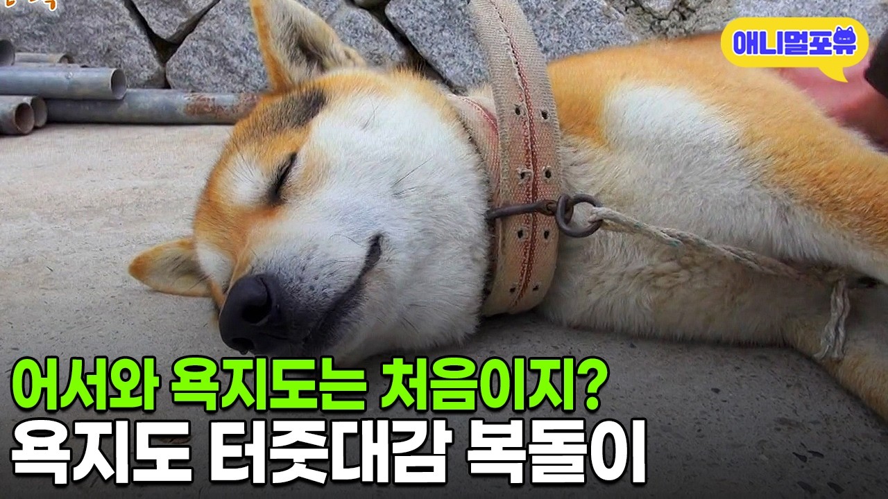 저희 섬에 오시면 절 쓰다듬어 주세요🫳 욕지도 마스코트 복돌이ㅣKBS 동물극장 단짝 150515 방송