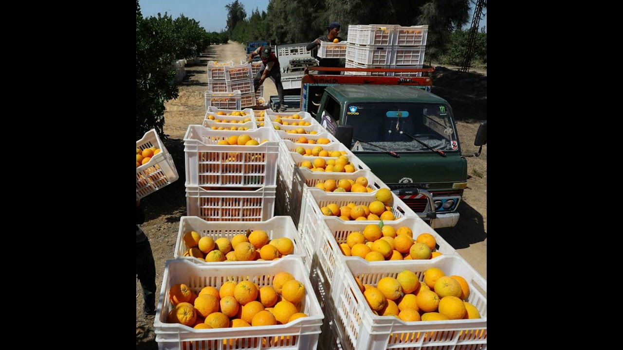 La naranja de Egipto conquista España