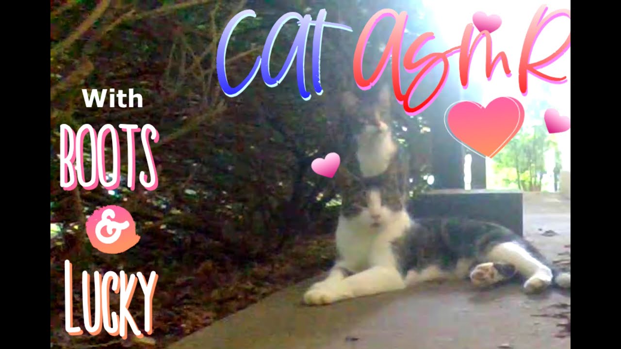 😻 Cat ASMR 😻 with Boots & Lucky 🙂 Ferals 🙂  !!! #cat #free #funny
