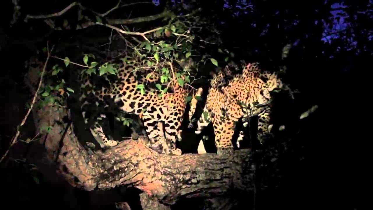 Jaguars climb trees - Projeto Onçafari