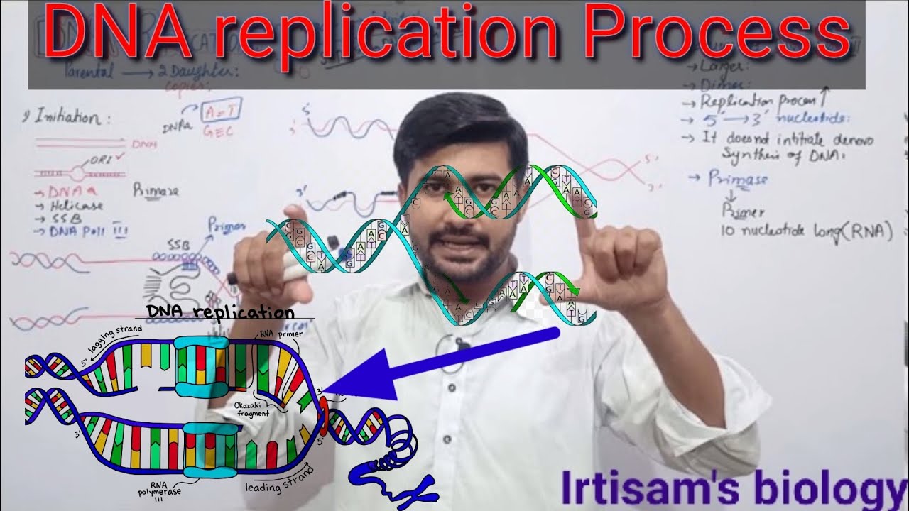 DNA replication || DNA replication process class 12 || by irtisams biology