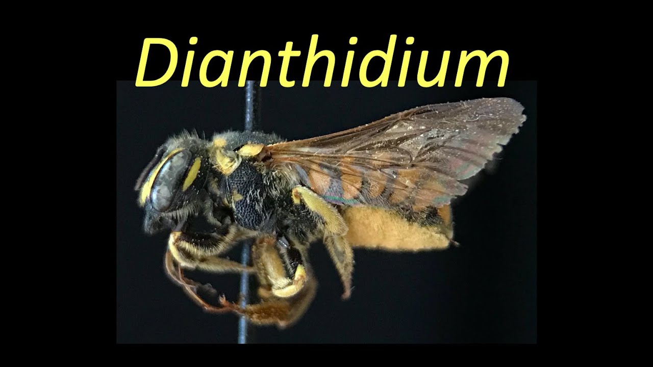 Dianthidium (Megachilidae)