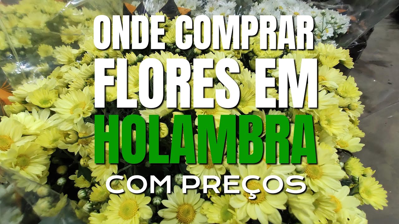 Onde Comprar Flores em Holambra - Tudo com Preços