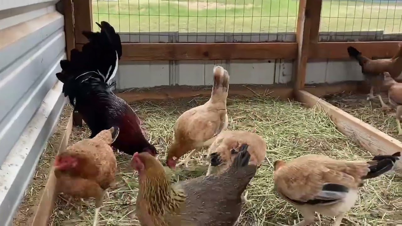 Breeding season 2026