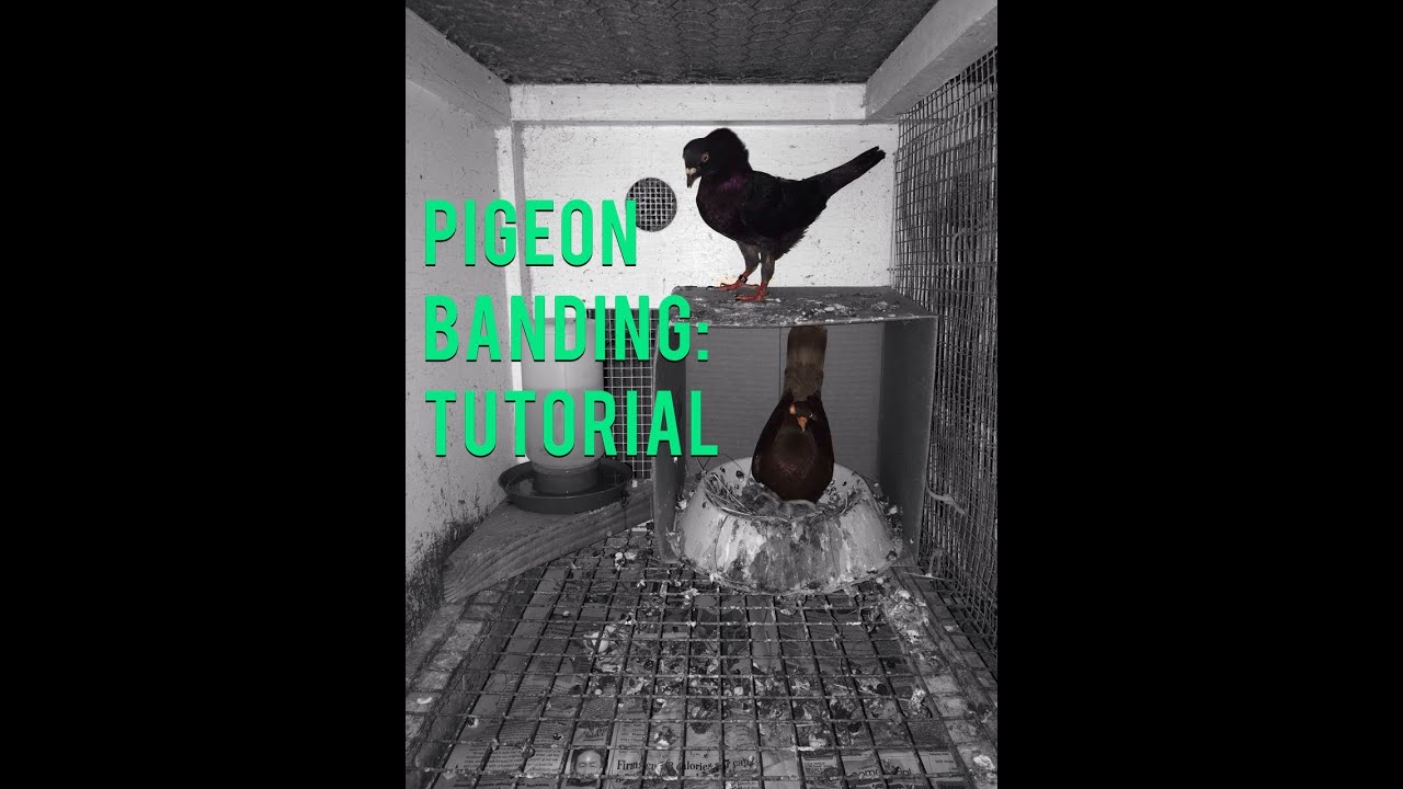 Pigeon Banding Tutorial
