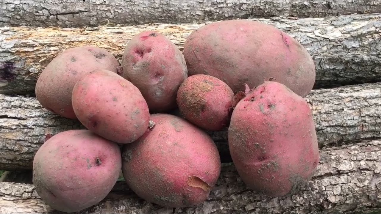 Potato Harvesting Tip