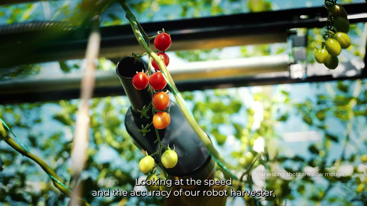 Inside the AI-Powered Greenhouse: Autonomous Robotic Harvesting at Scale