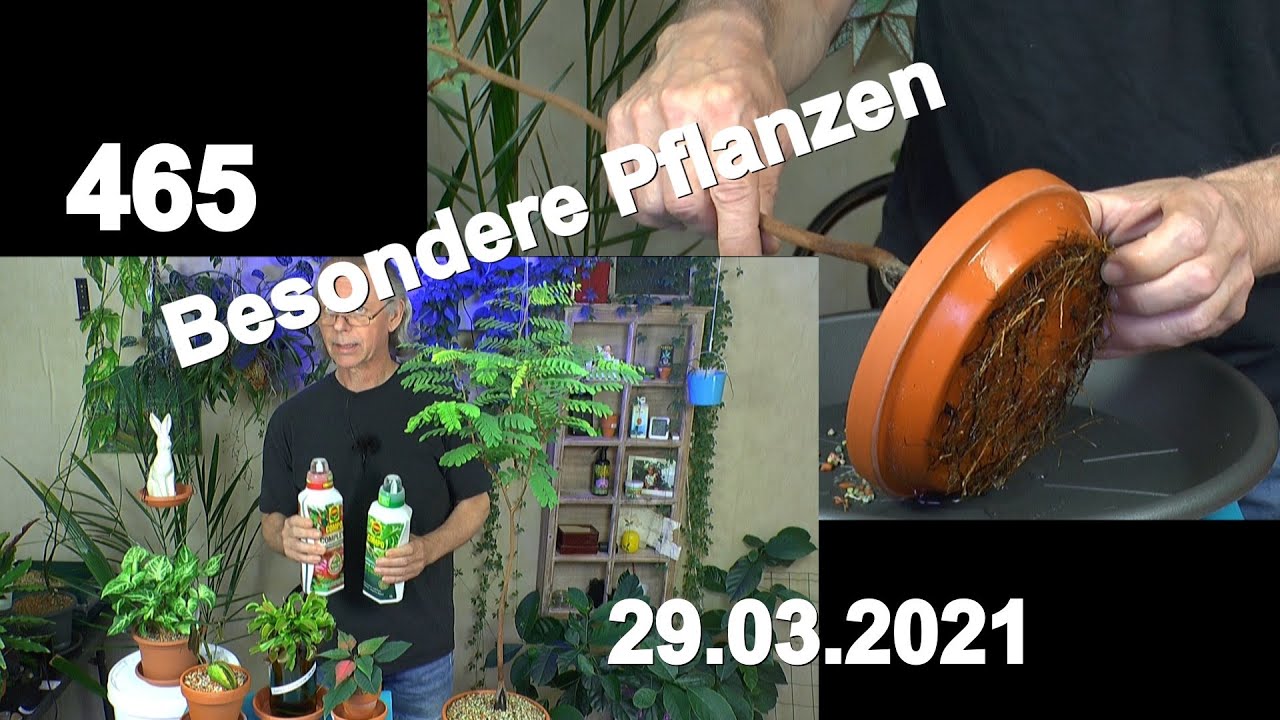 Pflanzen im Zimmer der besonderen Art entdecken und Tamarinden Bonsai umpflanzen
