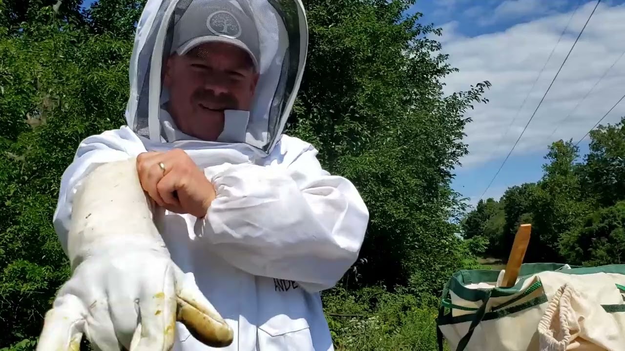 Summer Bee Inspection