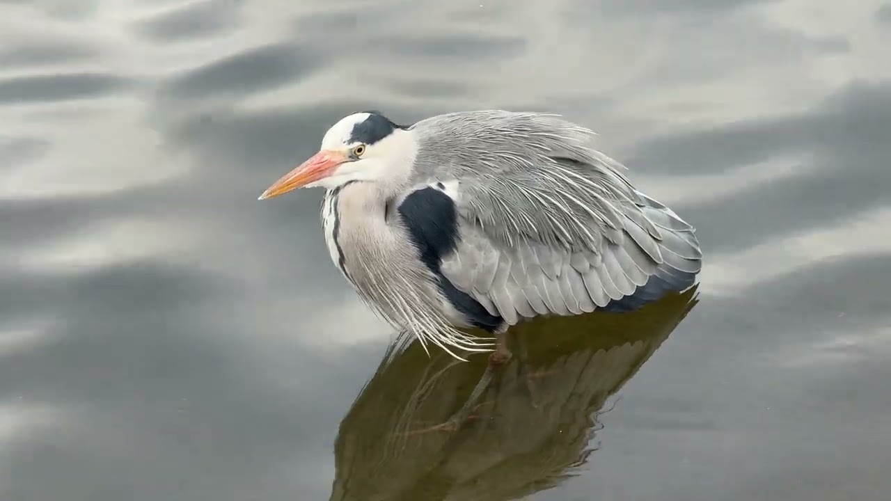 “Four grey herons linger at Serpentine Lido — on the platform, handrail, ashore and in the shallows”