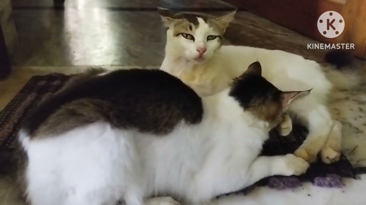 Mother's love 😘# cute kitten and his mother # fun 😊 time # subscribe my channel please #