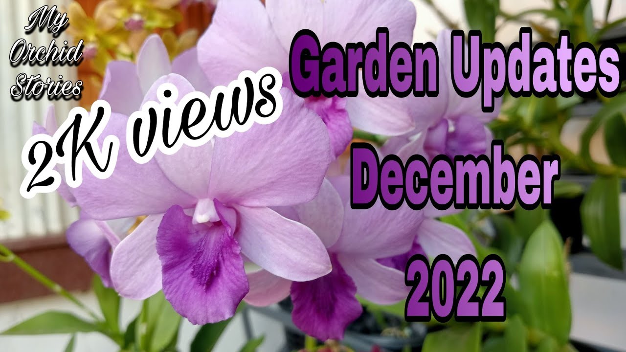 എന്റെ ഓർക്കിഡ് ഗാർഡൻ |ഡിസംബർ 2022