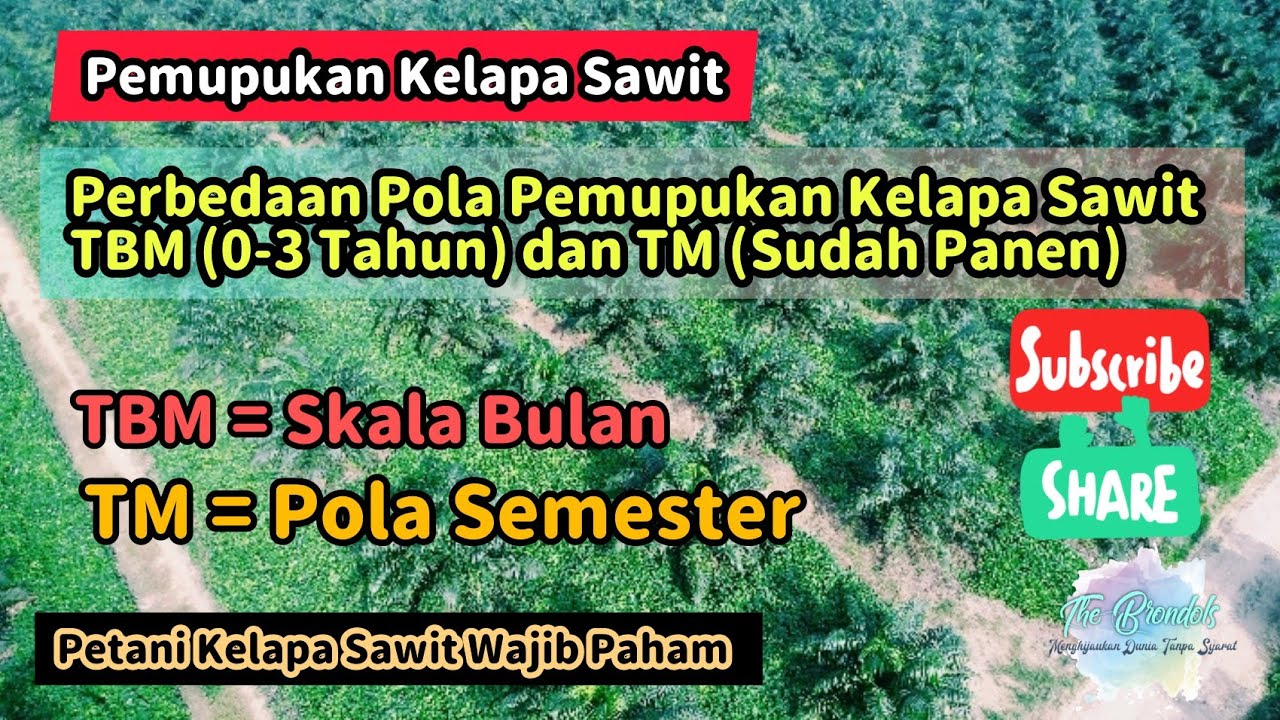 Perbedaan Pola Pemupukan Kelapa Sawit TBM (0-3 Tahun) dan TM (Sudah Panen)
