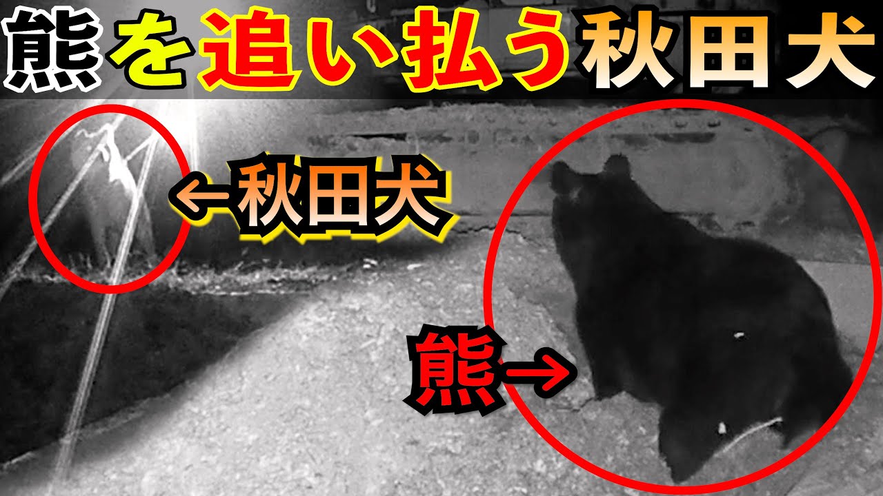 【熊】2025年の「秋田犬が熊を追い払うようす」　2025 Akita dog scaring away bears